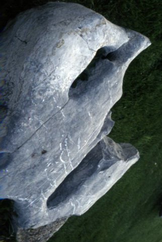 IMAGE005.jpg