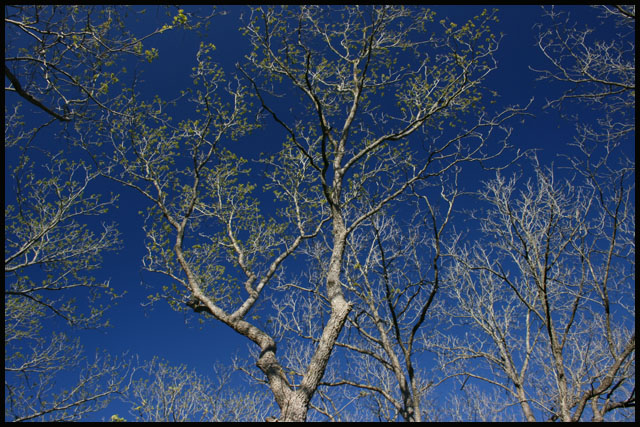 The Trees & The Sky