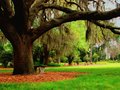 Under the Old Oak Tree