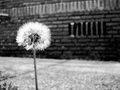 dandelion