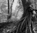 Roots
