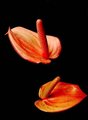 Floral Metaphor