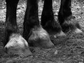 Day 5 - Hooves