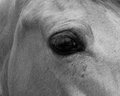 Day 9 - A Horse, of course