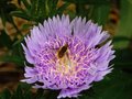 Busy Bee