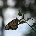 Day 7 - Monarch
