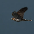 Day 35 - Eagle?