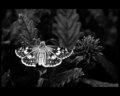 Moth