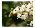 Bee at Lunch