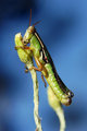 Grasshopper