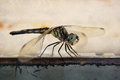 Dragonfly II
