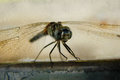 Dragonfly III