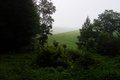 Misty Morning