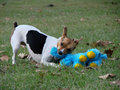 Jack Russell Terrorist