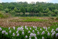 Lake Alice II