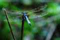Sapphire Dragonfly