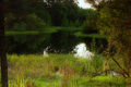 Enchanted Pond