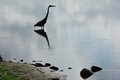 Bird and Reflection