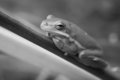 Ribbit II