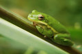 Ribbit