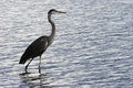Wader