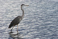 Wader II