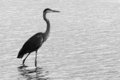 Wader III