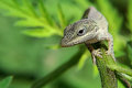 Lizard