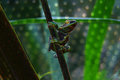 Disco Frog