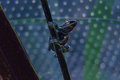 Disco Frog III