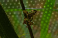 Disco Frog IV