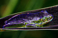 Glowfrog