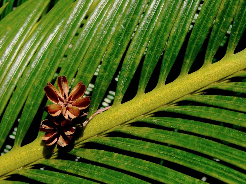 Palm-Pod