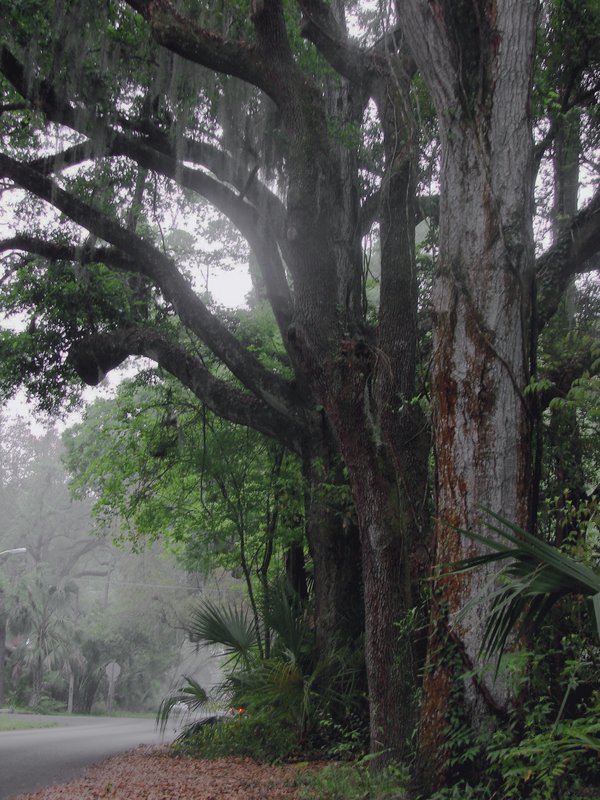 Foggy Morning
