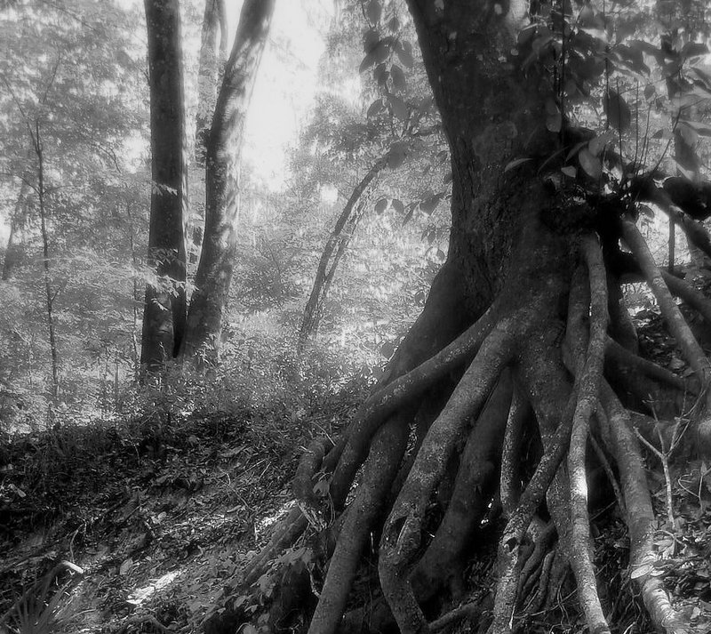 Roots
