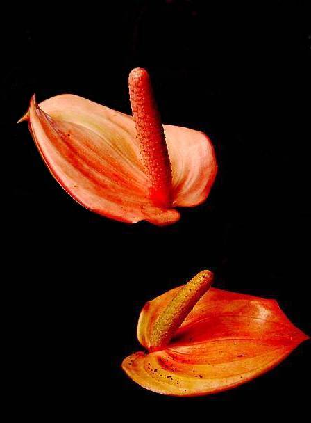 Floral Metaphor