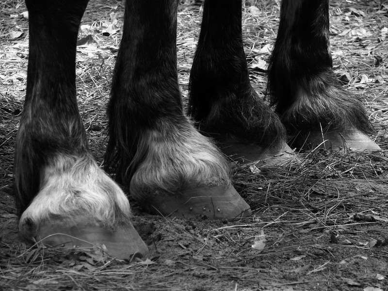 Day 5 - Hooves
