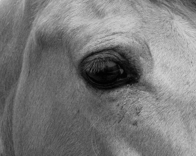 Day 9 - A Horse, of course