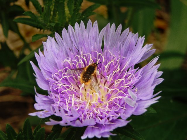 Busy Bee