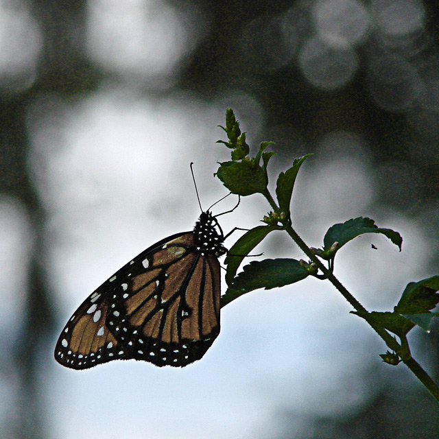 Day 7 - Monarch
