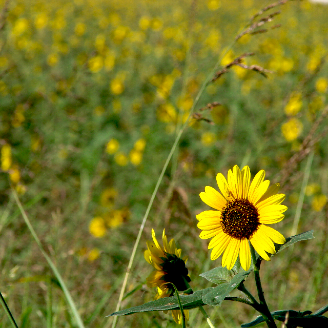 Day 15 - Sunflowers
