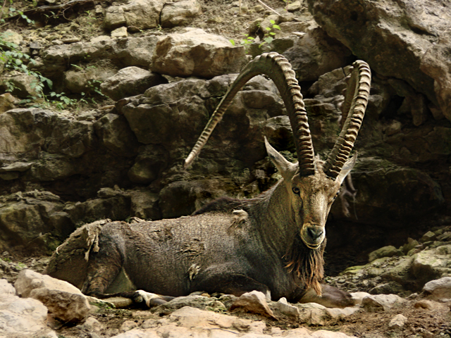 Ram