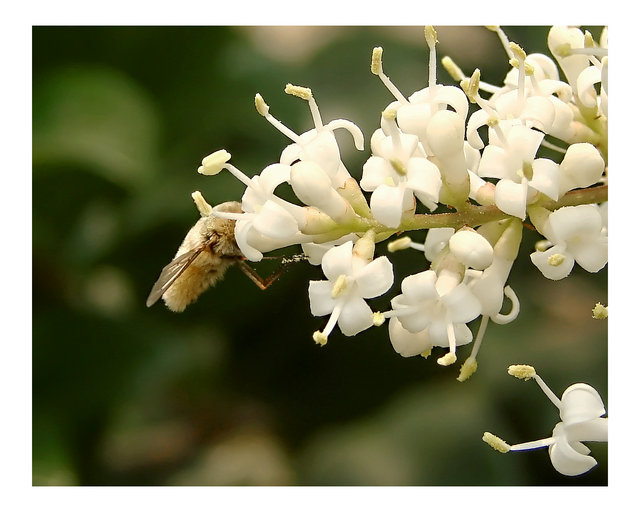 Bee at Lunch