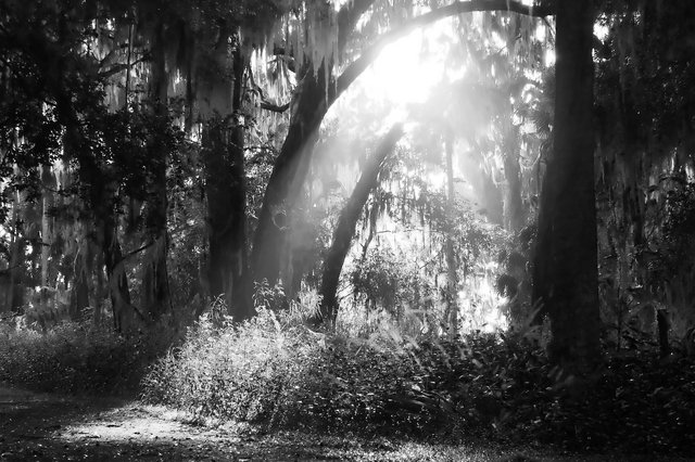 Sunlight breaking thru the canopy of Palm Point