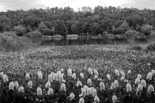 Lake Alice