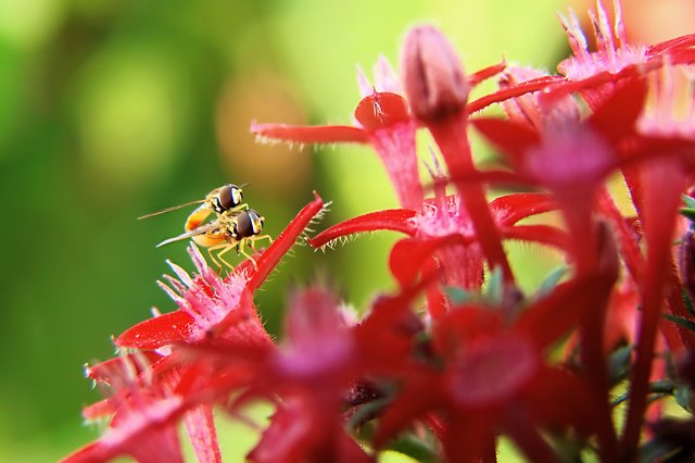 Love or Instinct?