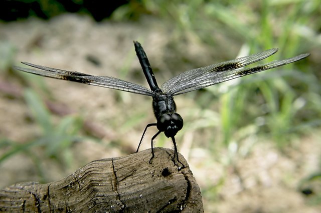 Dragonfly