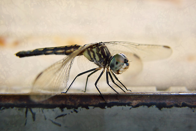Dragonfly II