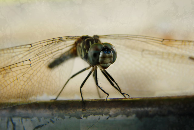 Dragonfly III