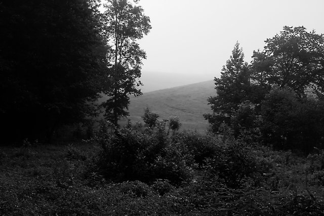Misty Morning I.I
